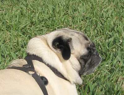 Henry