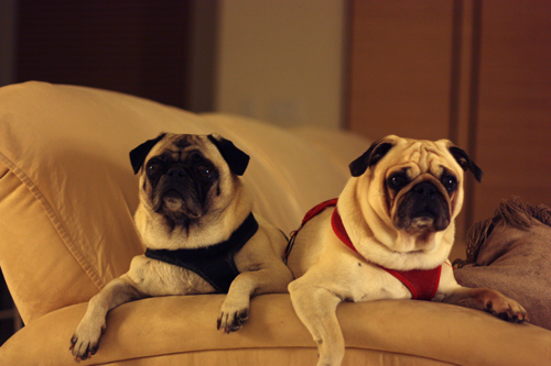 Benjamin & Henry