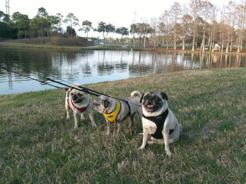 Benjamin, Henry and Luna