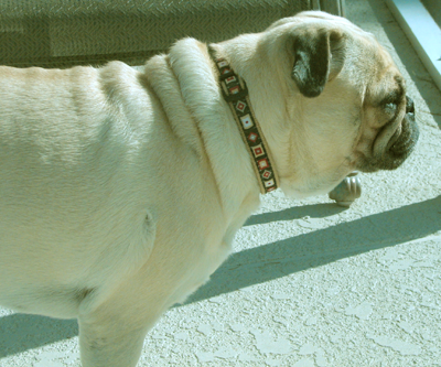 Ben's new Geometric Squares Collar