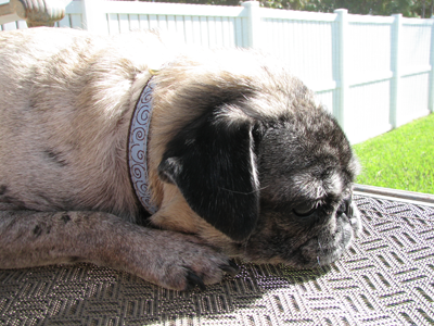 Luna's new  Curly Q collar