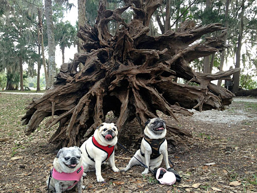 Luna, Benjamin and Henry