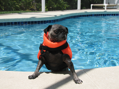 Luna in her lifevest