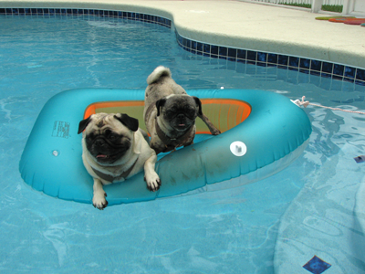 Henry & Luna in the pug tug