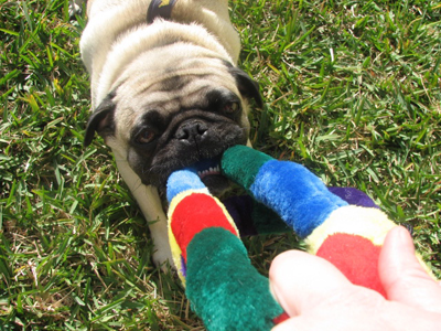 Henry playing tug