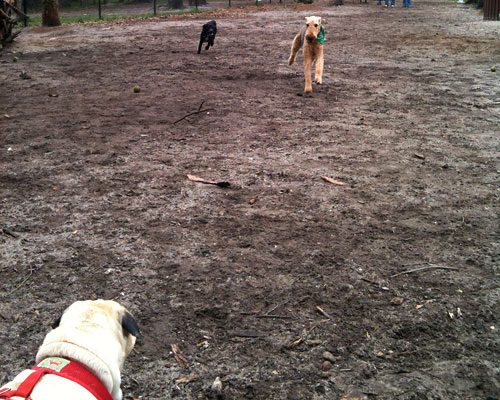 Benjamin at the dog park