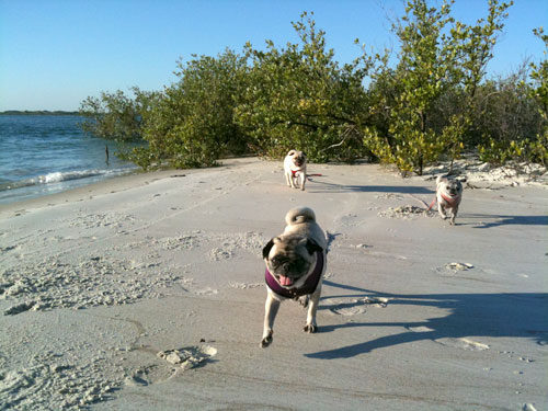 Henry, Luna and Benjamin