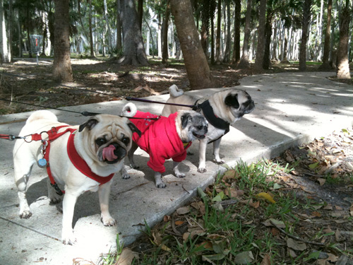 Benjamin, Luna and Henry