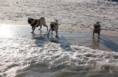 Henry, Benjamin & Luna