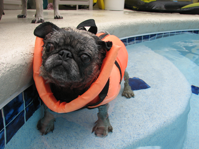 Luna in the pool