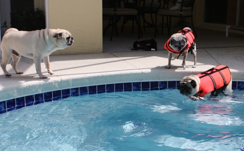 Henry, Benjamin and Luna