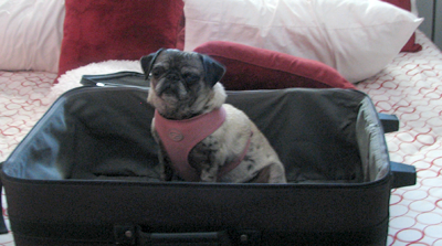 Luna in my suitcase