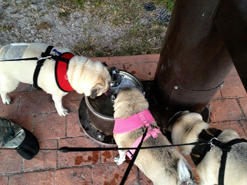 Benjamin, Henry and Luna