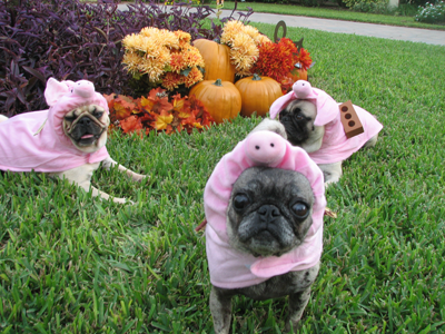 Benjamin, Henry & Luna as the 3 Little Pigs