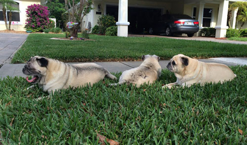 Henry, Luna and Benjamin