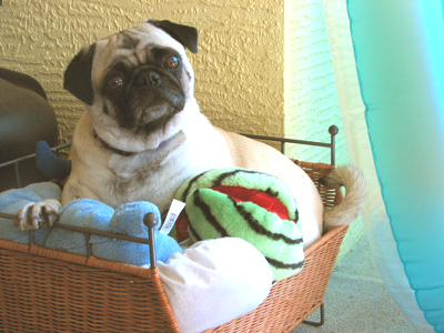 Henry in the toy basket