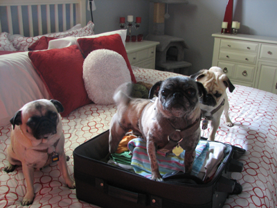 Luna, Henry & Benjamin with their suitcase