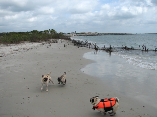 Benjamin, Henry & Luna playing at the beach