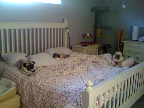 Three pug night