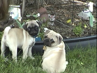 Benjamin & Henry as pup gazing at mulch