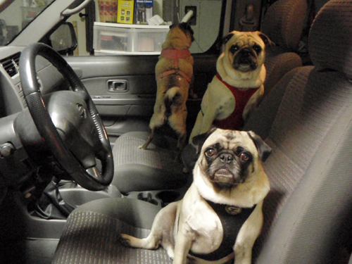 Benjamin, Henry & Luna in the car