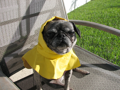 Luna ready for the rain