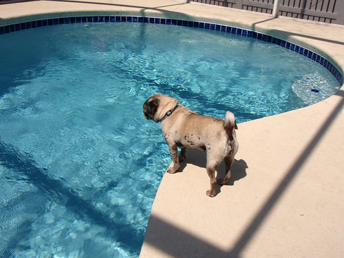 Luna at the pool's edge