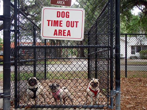 Benjamin, Henry & Luna in Time Out