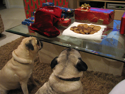 Benjamin & Henry eyeing the Christmas Cookies