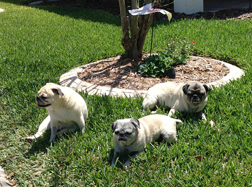 Benjamin, Henry and Luna