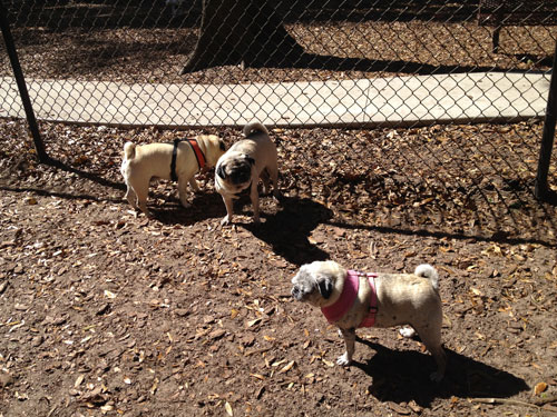 Benjamin, Henry and Luna