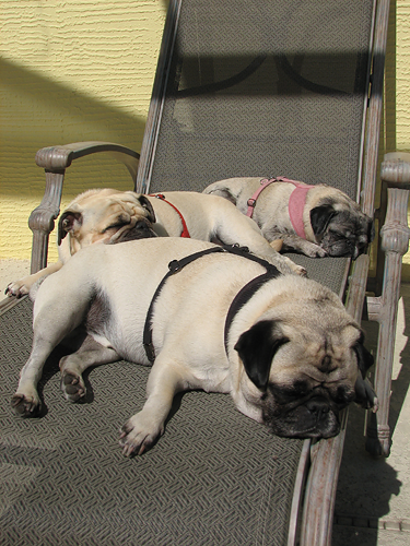 Dreaming pugs