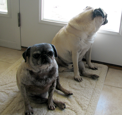 Luna & Henry