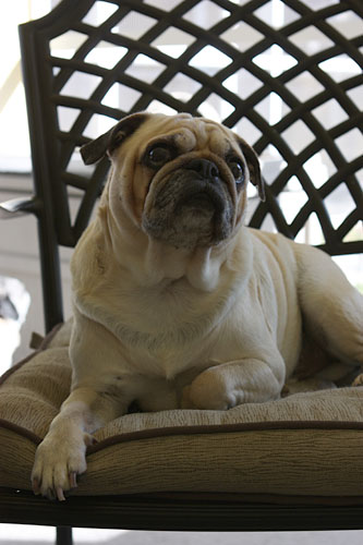 Benny taking a seat at the table