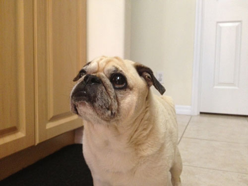 Benny looking for treats in the kitchen