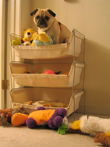 Benny in the toy basket