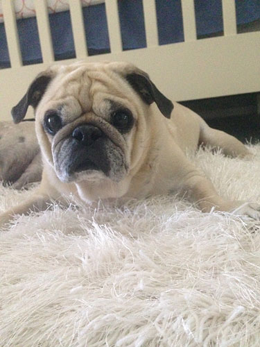 Benjamin on his favorite rug