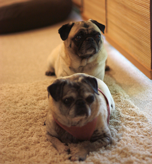 Henry & Luna