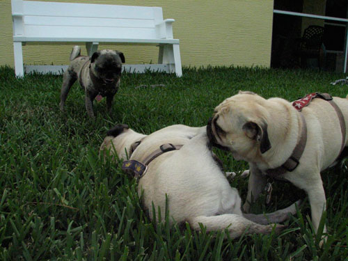 Henry, Benjamin and Luna