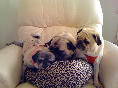 Luna, Henry and Benjamin