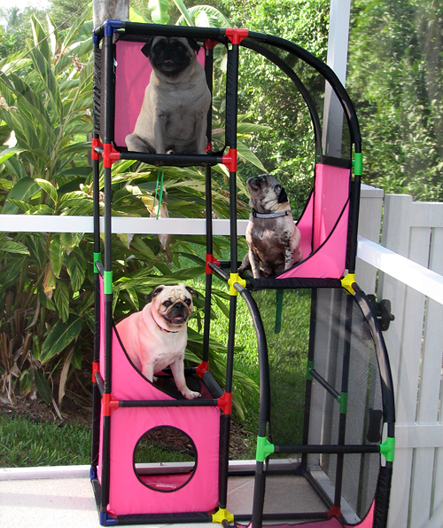 The boys and Luna in the cat climber