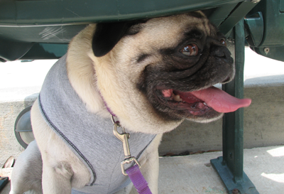 Henry under the seat