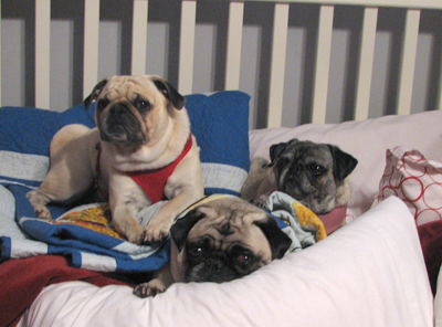 Benjamin, Henry & Luna