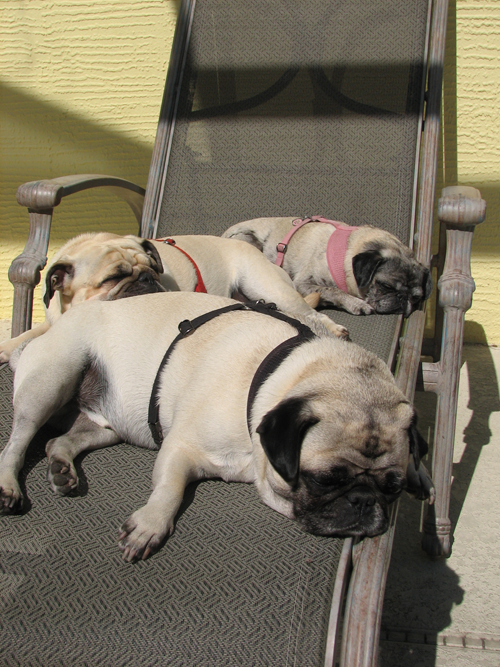 Luna, Benjamin & Henry relaxing in the sun