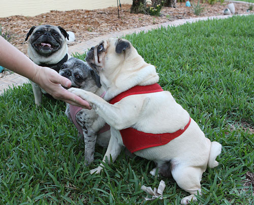 Benjamin, Luna and Henry