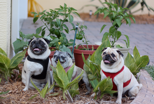 Henry, Luna and Benjamin