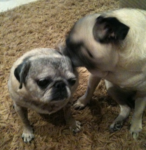 Henry and Luna