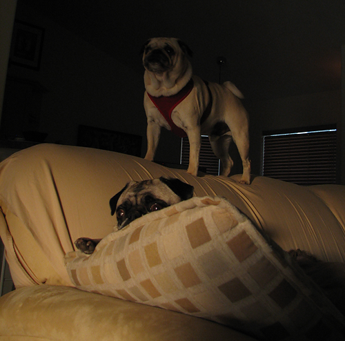Pug guard deals dog