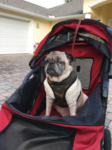 pug stroller