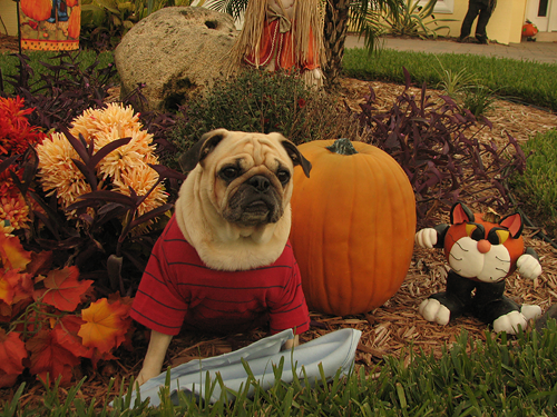 Linus in the pumpkin patch